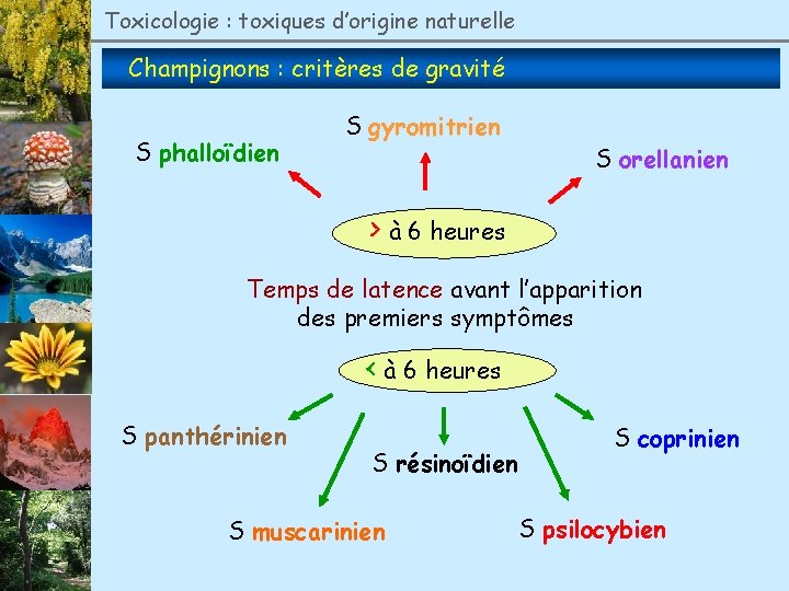 Toxicologie : toxiques d’origine naturelle Champignons : critères de gravité S phalloïdien S gyromitrien