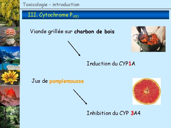 Toxicologie - introduction III. Cytochrome P 450 Viande grillée sur charbon de bois Induction