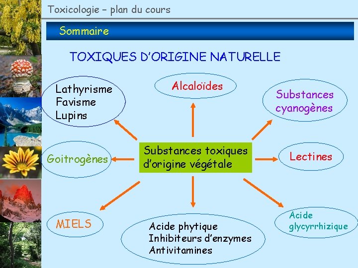 Toxicologie – plan du cours Sommaire TOXIQUES D’ORIGINE NATURELLE Lathyrisme Favisme Lupins Goitrogènes MIELS