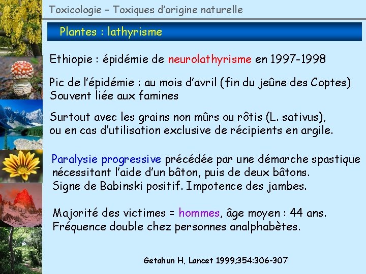 Toxicologie – Toxiques d’origine naturelle Plantes : lathyrisme Ethiopie : épidémie de neurolathyrisme en