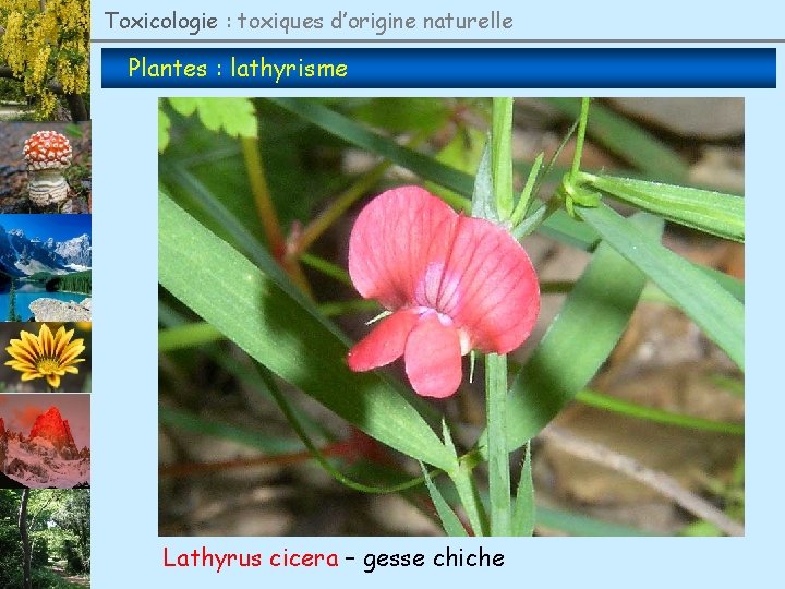 Toxicologie : toxiques d’origine naturelle Plantes : lathyrisme Lathyrus cicera – gesse chiche 
