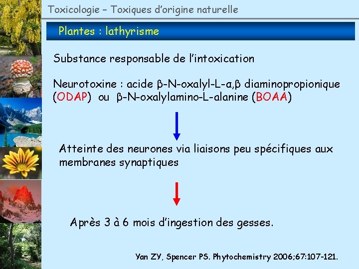 Toxicologie – Toxiques d’origine naturelle Plantes : lathyrisme Substance responsable de l’intoxication Neurotoxine :