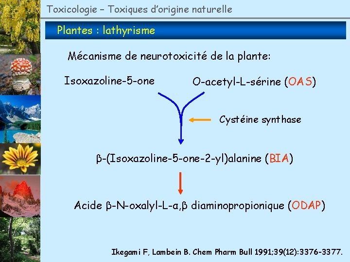 Toxicologie – Toxiques d’origine naturelle Plantes : lathyrisme Mécanisme de neurotoxicité de la plante: