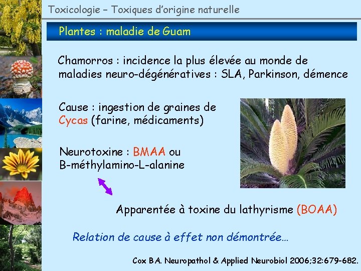 Toxicologie – Toxiques d’origine naturelle Plantes : maladie de Guam Chamorros : incidence la