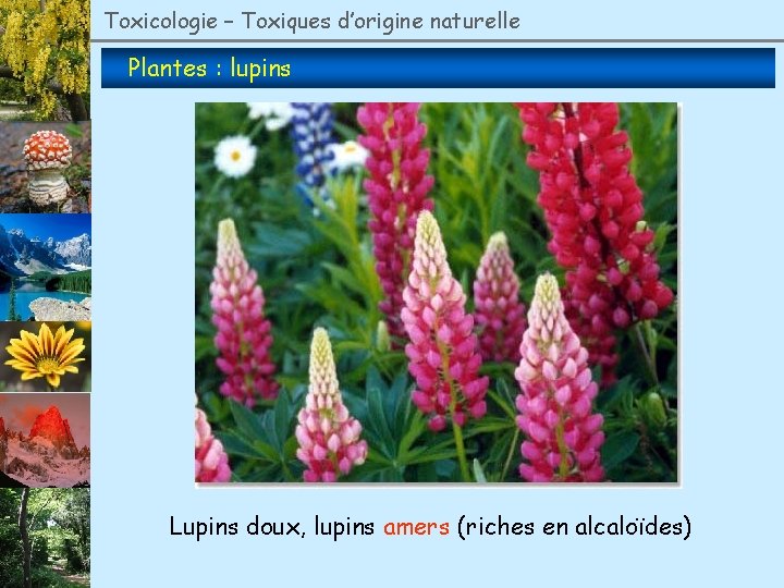 Toxicologie – Toxiques d’origine naturelle Plantes : lupins Lupins doux, lupins amers (riches en