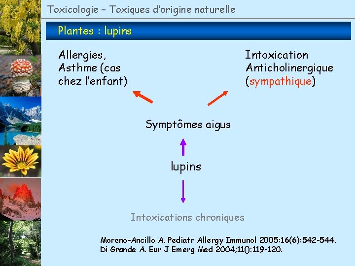 Toxicologie – Toxiques d’origine naturelle Plantes : lupins Allergies, Asthme (cas chez l’enfant) Intoxication