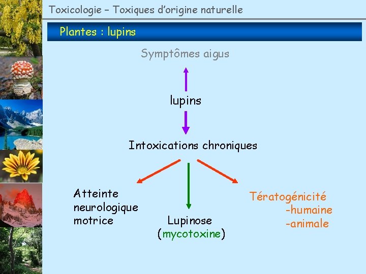 Toxicologie – Toxiques d’origine naturelle Plantes : lupins Symptômes aigus lupins Intoxications chroniques Atteinte