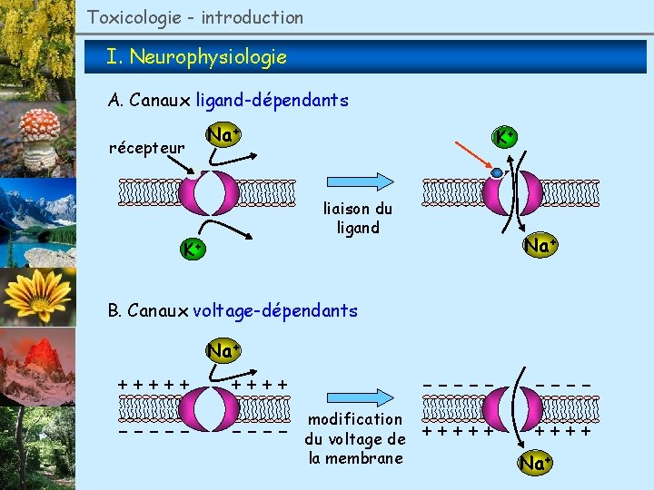 Toxicologie - introduction I. Neurophysiologie A. Canaux ligand-dépendants récepteur Na+ K+ liaison du ligand