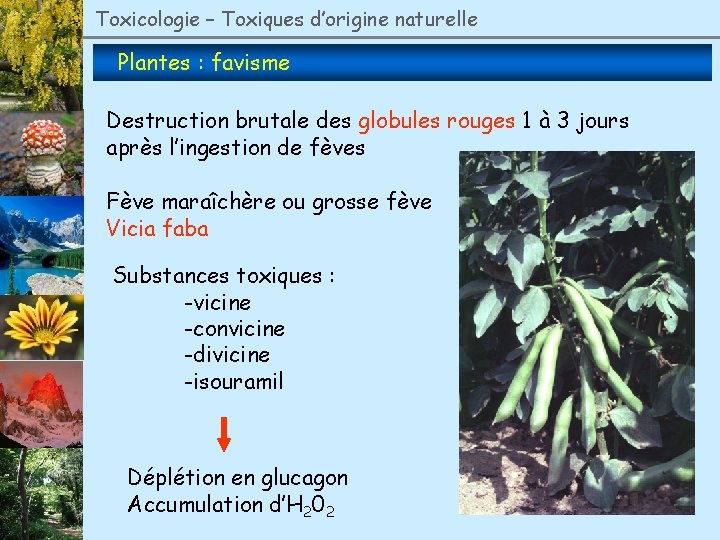 Toxicologie – Toxiques d’origine naturelle Plantes : favisme Destruction brutale des globules rouges 1