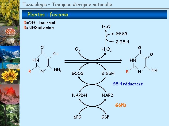 Toxicologie – Toxiques d’origine naturelle Plantes : favisme R=OH : isouramil R=NH 2: divicine