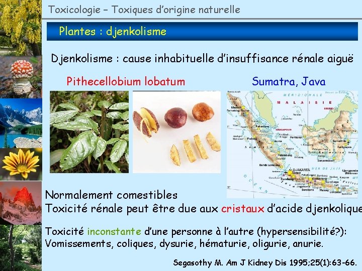 Toxicologie – Toxiques d’origine naturelle Plantes : djenkolisme Djenkolisme : cause inhabituelle d’insuffisance rénale