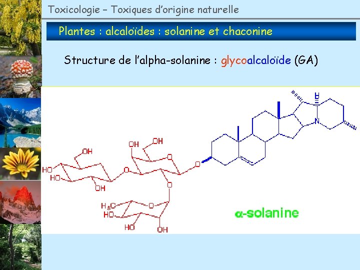 Toxicologie – Toxiques d’origine naturelle Plantes : alcaloïdes : solanine et chaconine Structure de