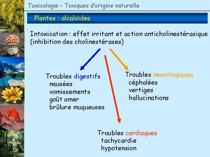 Toxicologie – Toxiques d’origine naturelle Plantes : alcaloïdes Intoxication : effet irritant et action