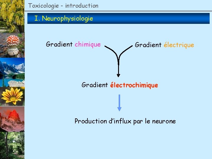 Toxicologie - introduction I. Neurophysiologie Gradient chimique Gradient électrochimique Production d’influx par le neurone
