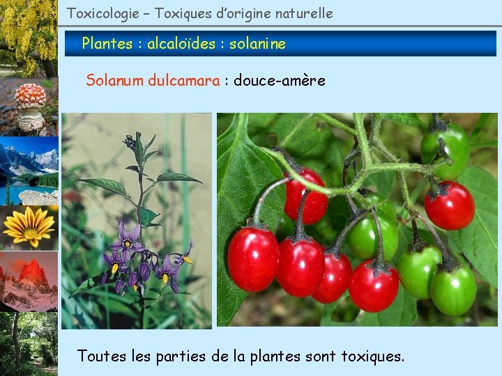 Toxicologie – Toxiques d’origine naturelle Plantes : alcaloïdes : solanine Solanum dulcamara : douce-amère