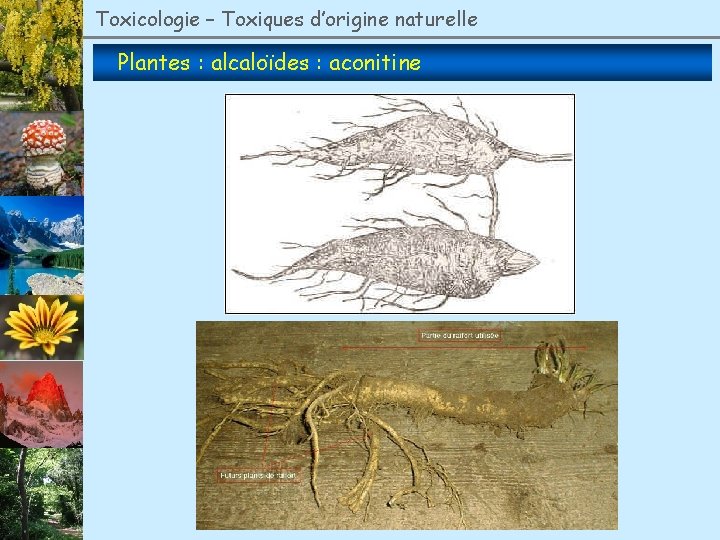 Toxicologie – Toxiques d’origine naturelle Plantes : alcaloïdes : aconitine 