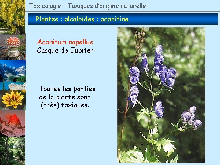 Toxicologie – Toxiques d’origine naturelle Plantes : alcaloïdes : aconitine Aconitum napellus Casque de