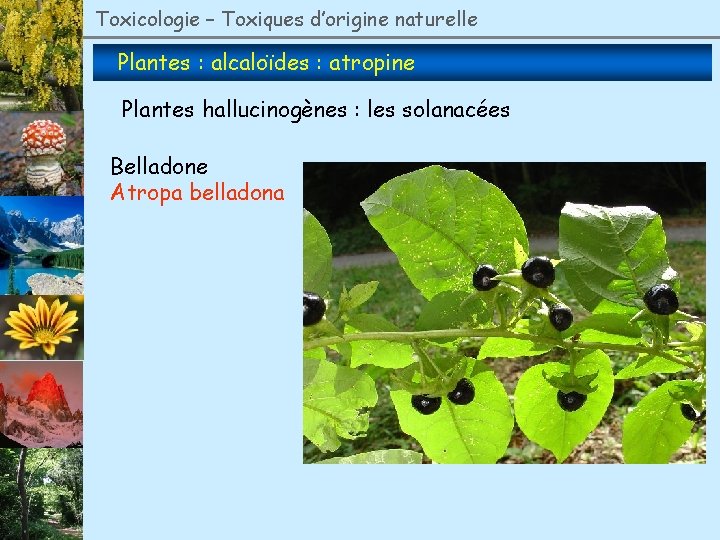 Toxicologie – Toxiques d’origine naturelle Plantes : alcaloïdes : atropine Plantes hallucinogènes : les