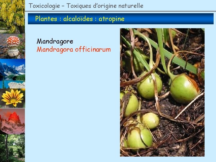 Toxicologie – Toxiques d’origine naturelle Plantes : alcaloïdes : atropine Mandragora officinarum 