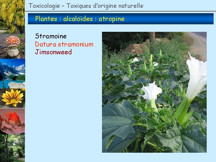 Toxicologie – Toxiques d’origine naturelle Plantes : alcaloïdes : atropine Stramoine Datura stramonium Jimsonweed