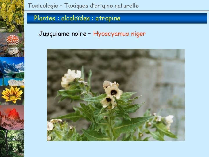 Toxicologie – Toxiques d’origine naturelle Plantes : alcaloïdes : atropine Jusquiame noire – Hyoscyamus