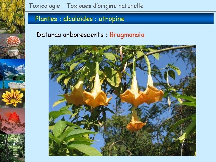 Toxicologie – Toxiques d’origine naturelle Plantes : alcaloïdes : atropine Daturas arborescents : Brugmansia