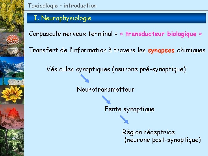 Toxicologie - introduction I. Neurophysiologie Corpuscule nerveux terminal = « transducteur biologique » Transfert