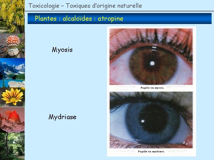 Toxicologie – Toxiques d’origine naturelle Plantes : alcaloïdes : atropine Myosis Mydriase 