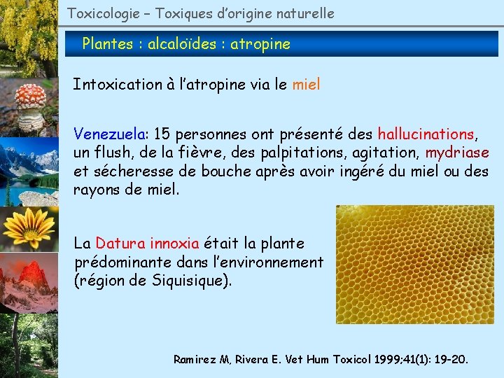 Toxicologie – Toxiques d’origine naturelle Plantes : alcaloïdes : atropine Intoxication à l’atropine via