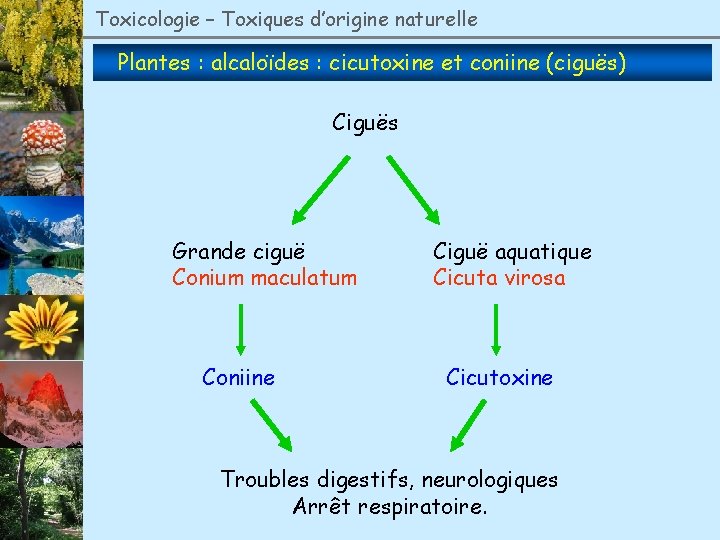 Toxicologie – Toxiques d’origine naturelle Plantes : alcaloïdes : cicutoxine et coniine (ciguës) Ciguës