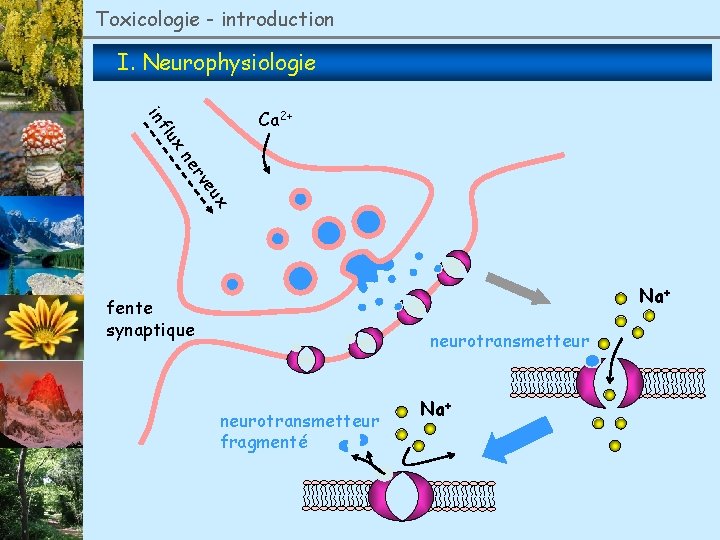 Toxicologie - introduction I. Neurophysiologie lux inf Ca 2+ eu rv ne x Na+