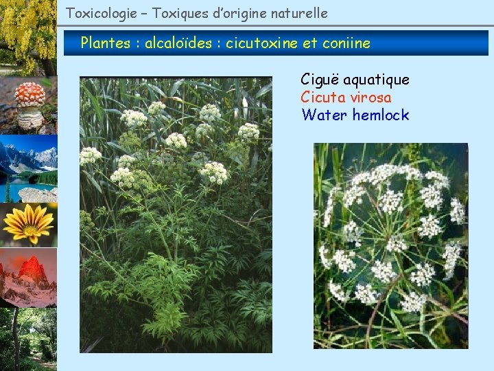 Toxicologie – Toxiques d’origine naturelle Plantes : alcaloïdes : cicutoxine et coniine Ciguë aquatique