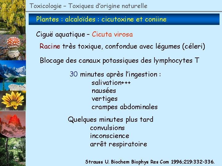 Toxicologie – Toxiques d’origine naturelle Plantes : alcaloïdes : cicutoxine et coniine Ciguë aquatique