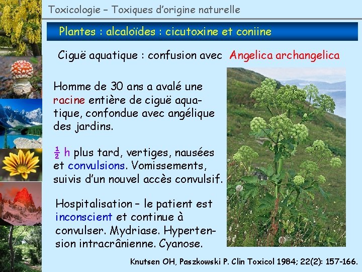 Toxicologie – Toxiques d’origine naturelle Plantes : alcaloïdes : cicutoxine et coniine Ciguë aquatique