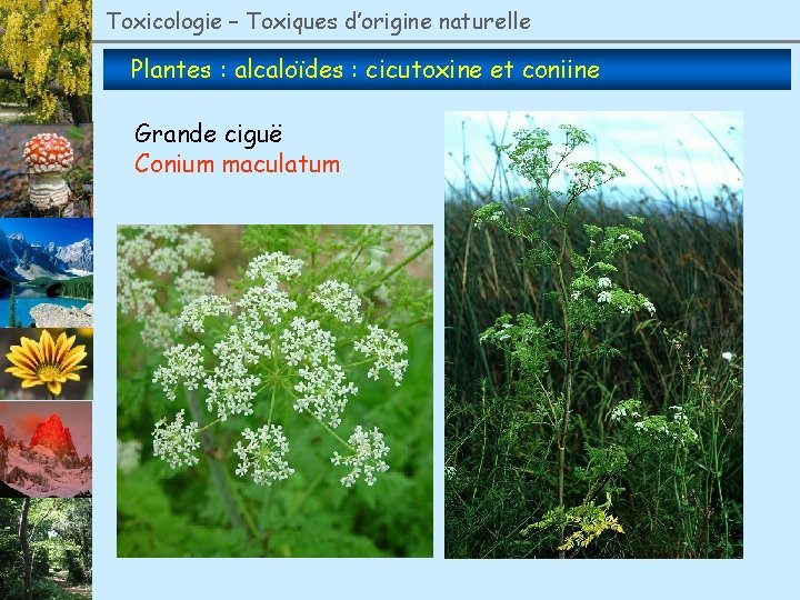 Toxicologie – Toxiques d’origine naturelle Plantes : alcaloïdes : cicutoxine et coniine Grande ciguë