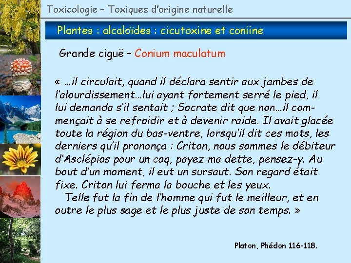 Toxicologie – Toxiques d’origine naturelle Plantes : alcaloïdes : cicutoxine et coniine Grande ciguë