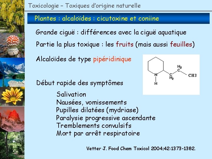 Toxicologie – Toxiques d’origine naturelle Plantes : alcaloïdes : cicutoxine et coniine Grande ciguë