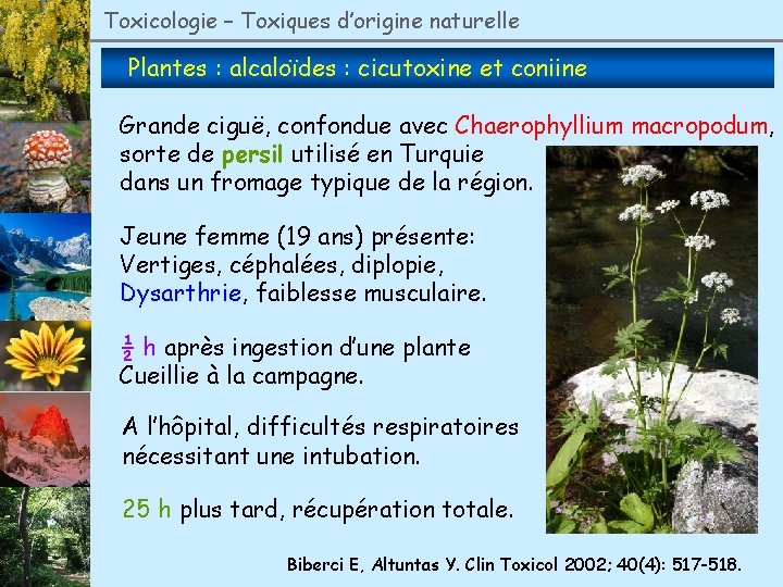 Toxicologie – Toxiques d’origine naturelle Plantes : alcaloïdes : cicutoxine et coniine Grande ciguë,