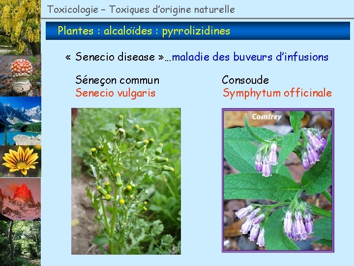 Toxicologie – Toxiques d’origine naturelle Plantes : alcaloïdes : pyrrolizidines « Senecio disease »