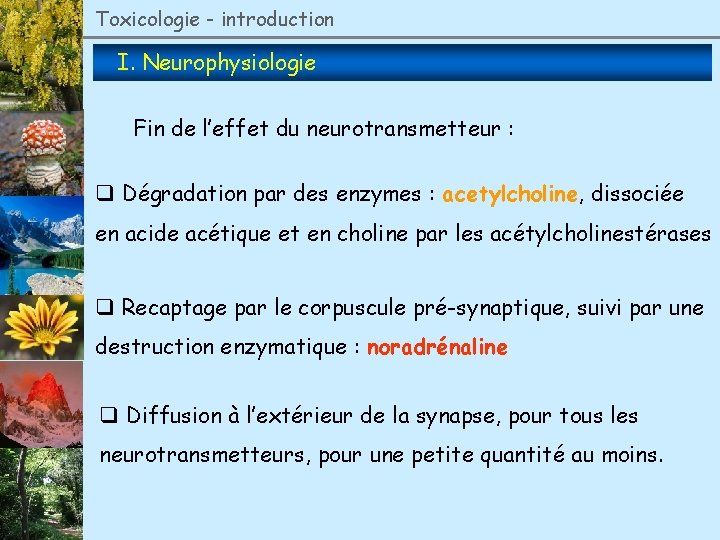 Toxicologie - introduction I. Neurophysiologie Fin de l’effet du neurotransmetteur : q Dégradation par