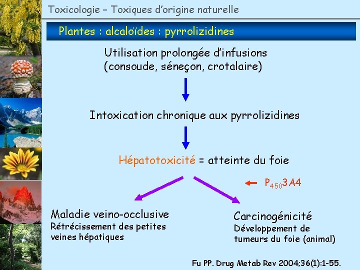 Toxicologie – Toxiques d’origine naturelle Plantes : alcaloïdes : pyrrolizidines Utilisation prolongée d’infusions (consoude,