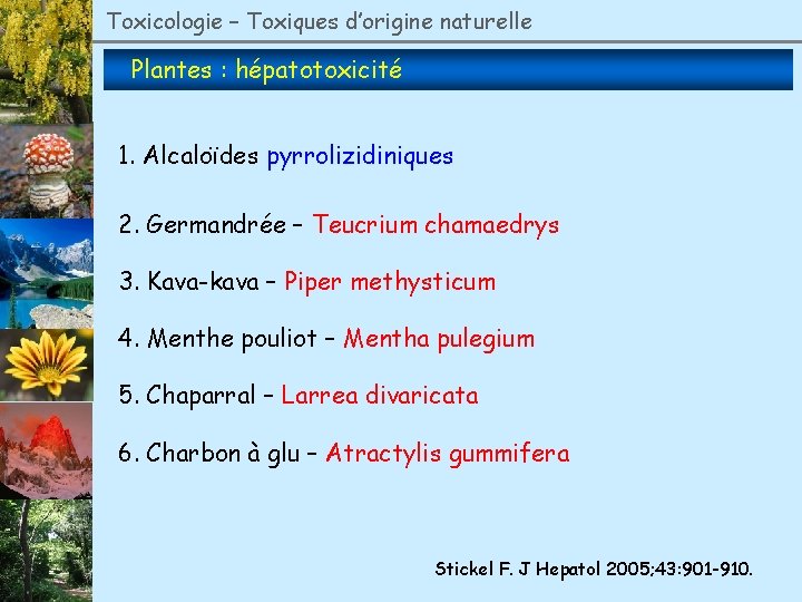 Toxicologie – Toxiques d’origine naturelle Plantes : hépatotoxicité 1. Alcaloïdes pyrrolizidiniques 2. Germandrée –