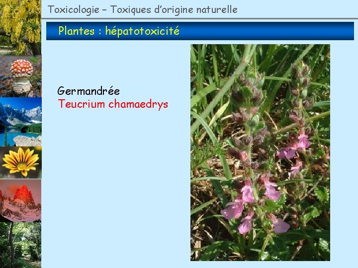 Toxicologie – Toxiques d’origine naturelle Plantes : hépatotoxicité Germandrée Teucrium chamaedrys 