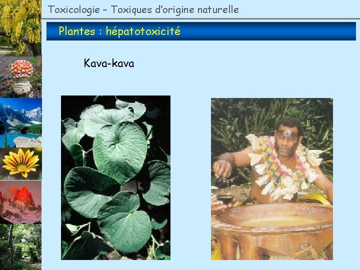 Toxicologie – Toxiques d’origine naturelle Plantes : hépatotoxicité Kava-kava 