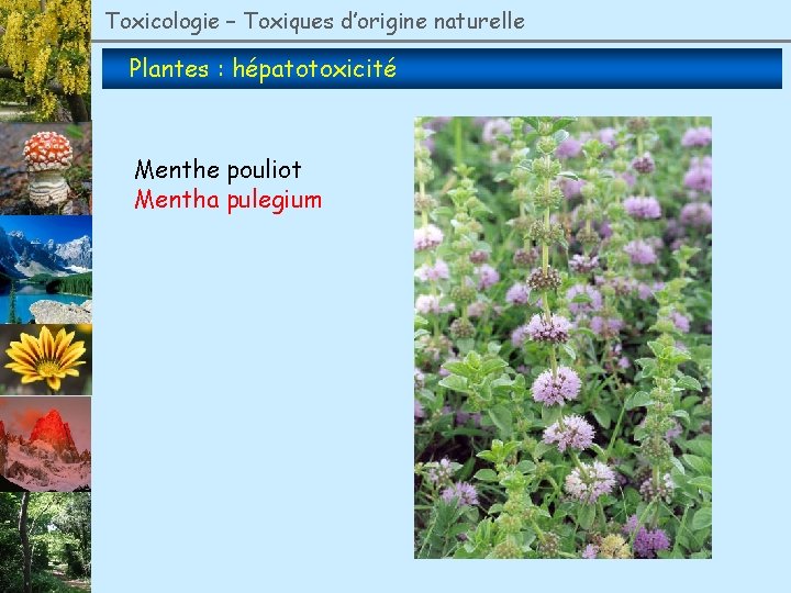 Toxicologie – Toxiques d’origine naturelle Plantes : hépatotoxicité Menthe pouliot Mentha pulegium 