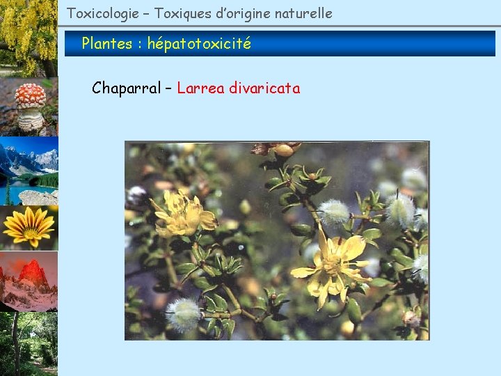 Toxicologie – Toxiques d’origine naturelle Plantes : hépatotoxicité Chaparral – Larrea divaricata 