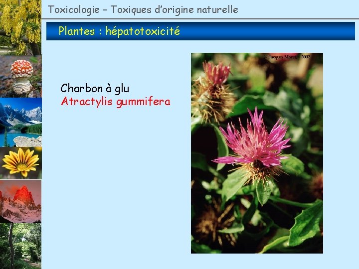 Toxicologie – Toxiques d’origine naturelle Plantes : hépatotoxicité Charbon à glu Atractylis gummifera 