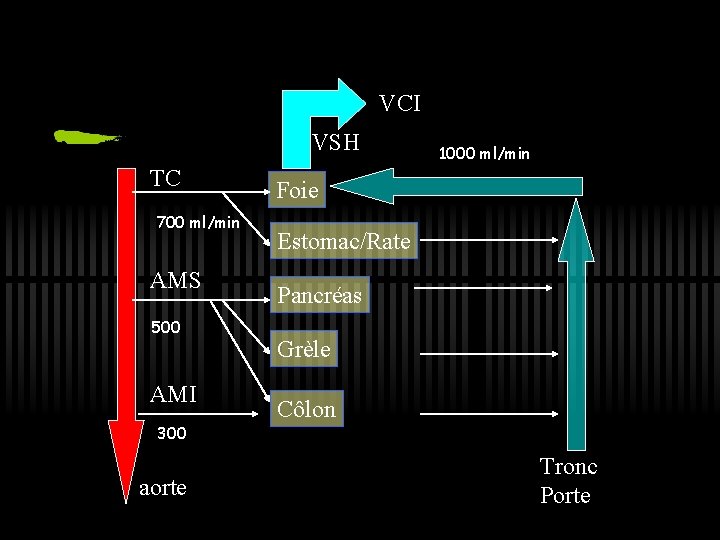 VCI VSH TC 700 ml/min AMS 500 AMI 300 aorte 1000 ml/min Foie Estomac/Rate