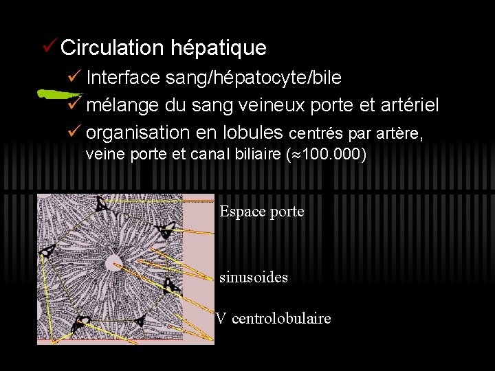 ü Circulation hépatique ü Interface sang/hépatocyte/bile ü mélange du sang veineux porte et artériel