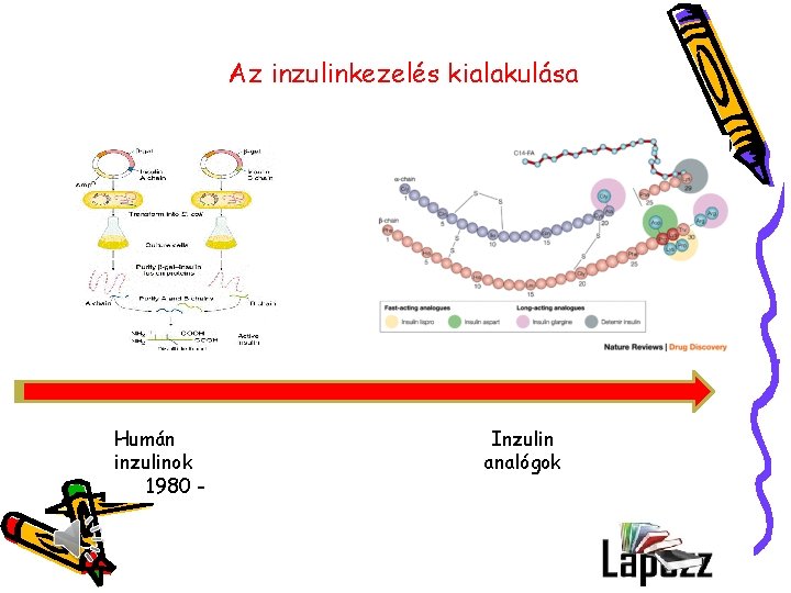 Az inzulinkezelés kialakulása Humán inzulinok 1980 - Inzulin analógok 